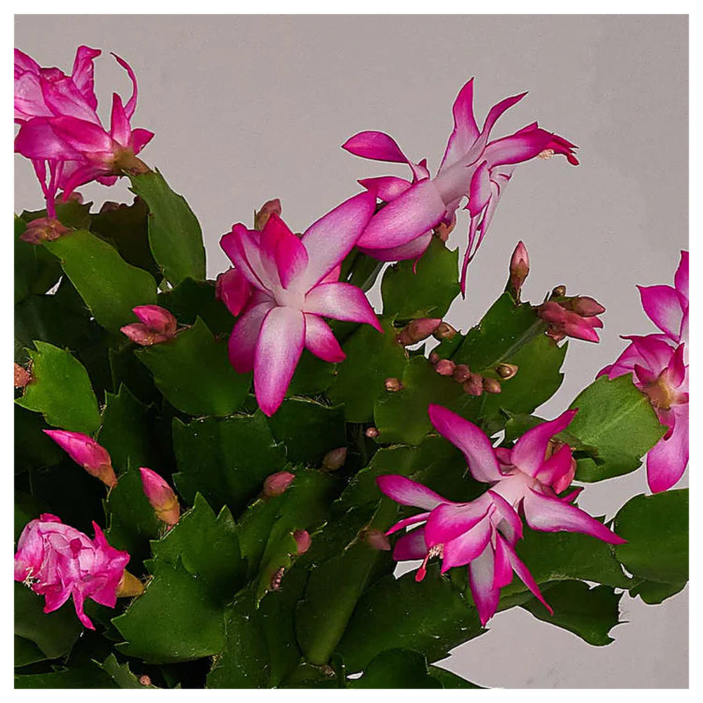 Heirloom Non-GMO Schlumbergera Flower Seeds – Rosy Christmas Cactus Blooms for Indoor Pots, High Germination | Neera Seeds product photo [neera-v4-673aab8ea9c1d0564e91]