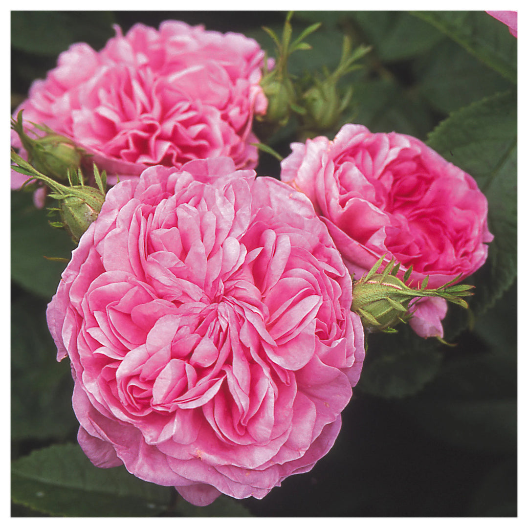 Pink Heirloom Damask Rose For Flower Bushes Flower Seeds for Home Garden Planting, Lush Organic | Neera Seeds product photo [neera-v4-67425a4a3b8f4077a71e]