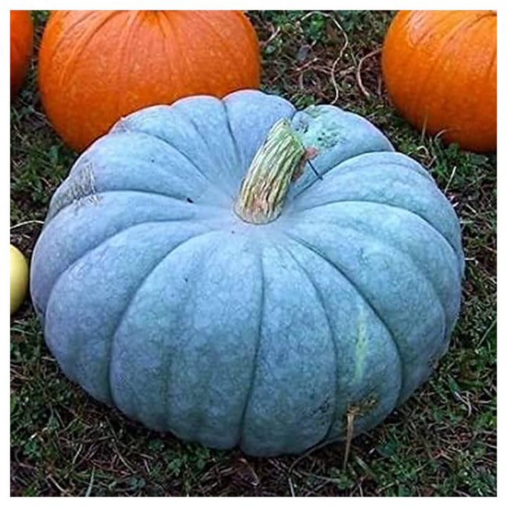 Blue Moon Pumpkin Seeds for Planting | Heirloom, Non-GMO, High Germination Organic Garden Seeds | Neera Seeds product photo [neera-v4-674508bef48748e09745]