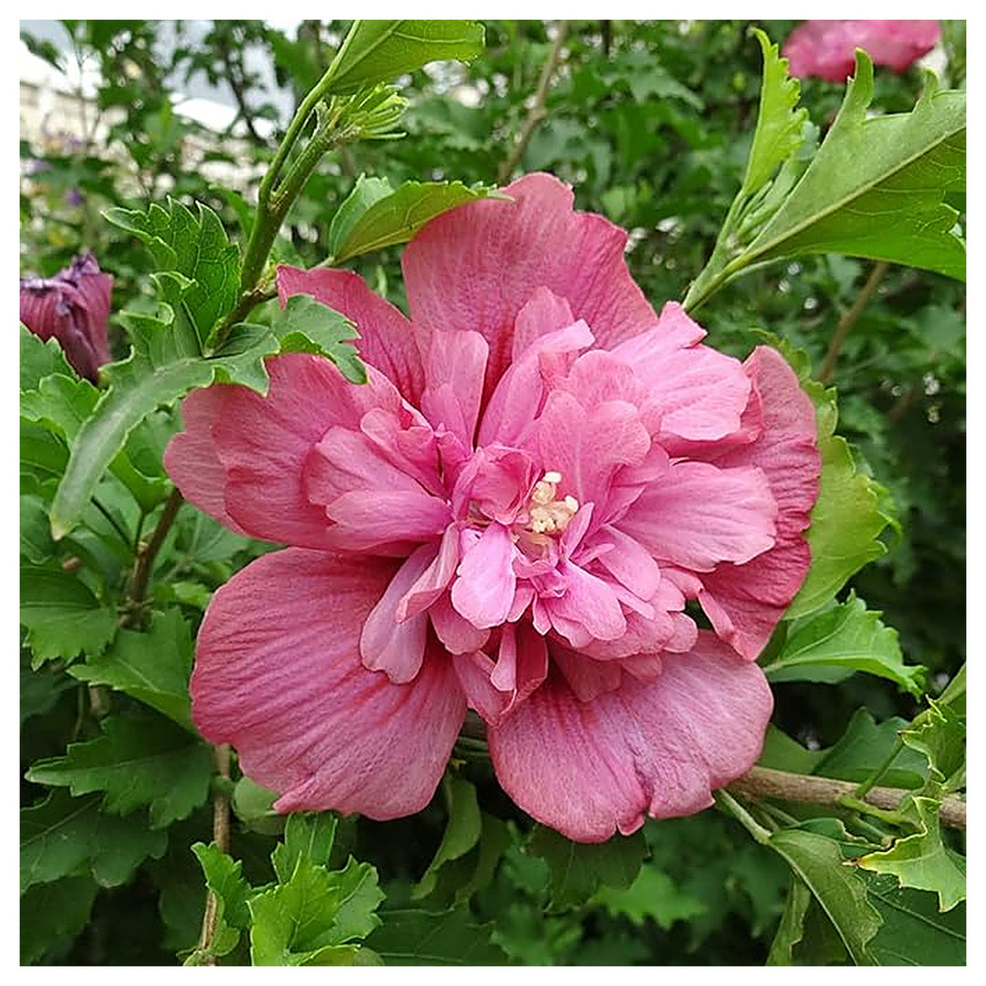 Double Rosa Hibiscus Syriacus Fiore Bush Flower Seeds Home Garden Planting, Blooming Organic | Neera Seeds product photo [neera-v4-67478536440d812ed3d4]