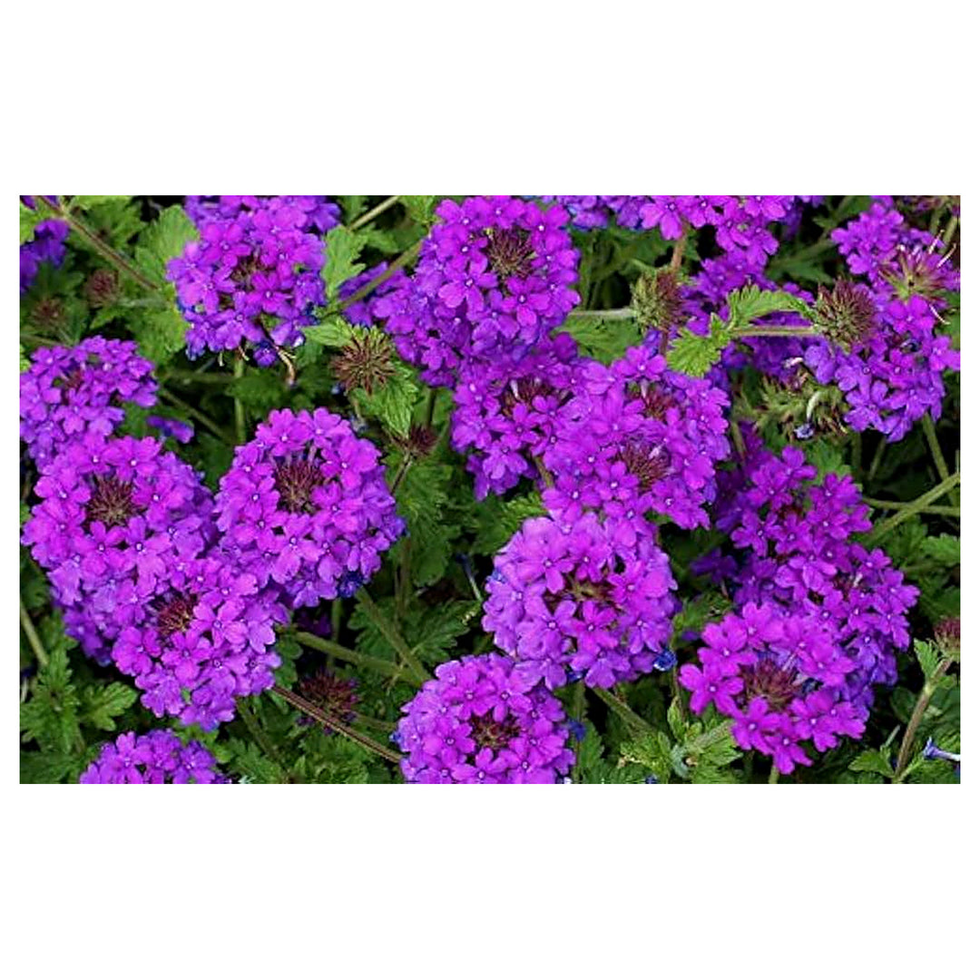 Verbena Ideal Florist Mixed Planting Urban Garden Flower Bed Flower Seeds Home Garden | Neera Seeds product photo [neera-v4-6750276b24b9c6ba5285]