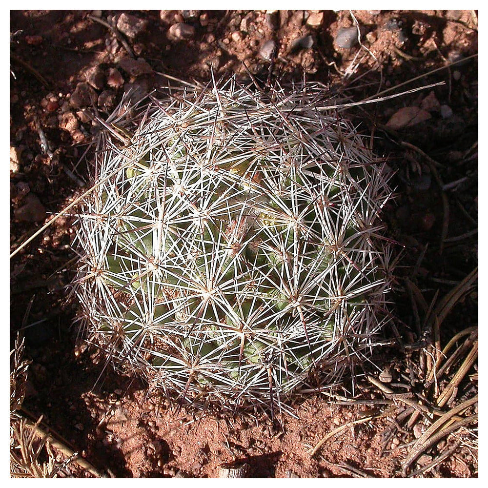 Heirloom Escobaria Vivipara Flower Seeds for Planting – Non-GMO, Organic Garden Seeds with High Germination | Neera Seeds product photo [neera-v4-67566665d3d6f284d951]
