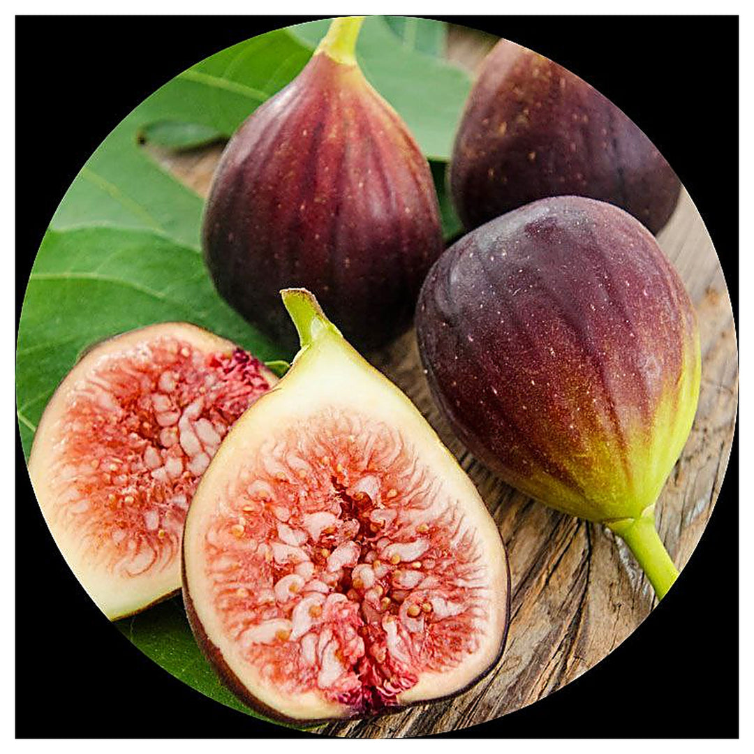 Brown Turkey Fig Tree Seeds for Planting – Hardy, Sweet, Heirloom, High Germination, Non-GMO Organic Garden Seeds | Neera Seeds product photo [neera-v4-676900bc0a571f1c4d9a]