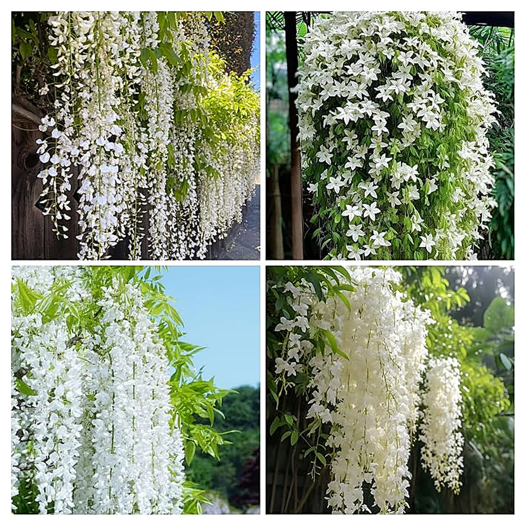 Climbing Weeping Jasmine Flower Seeds for Planting – Heirloom, Non-GMO, Fragrant Vine Seeds | Neera Seeds product photo [neera-v4-677797e625f307e3b674]