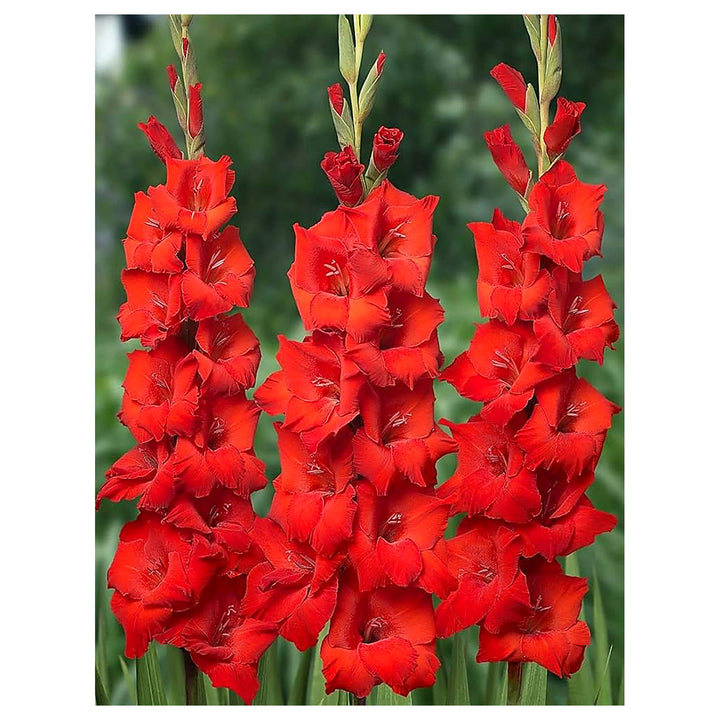 Organic Heirloom Gladiolus Flower Seeds for Planting – Red Variety Non-GMO High Germination Tall Blooms | Neera Seeds product photo [neera-v4-6780b9cfa66ca958016e]