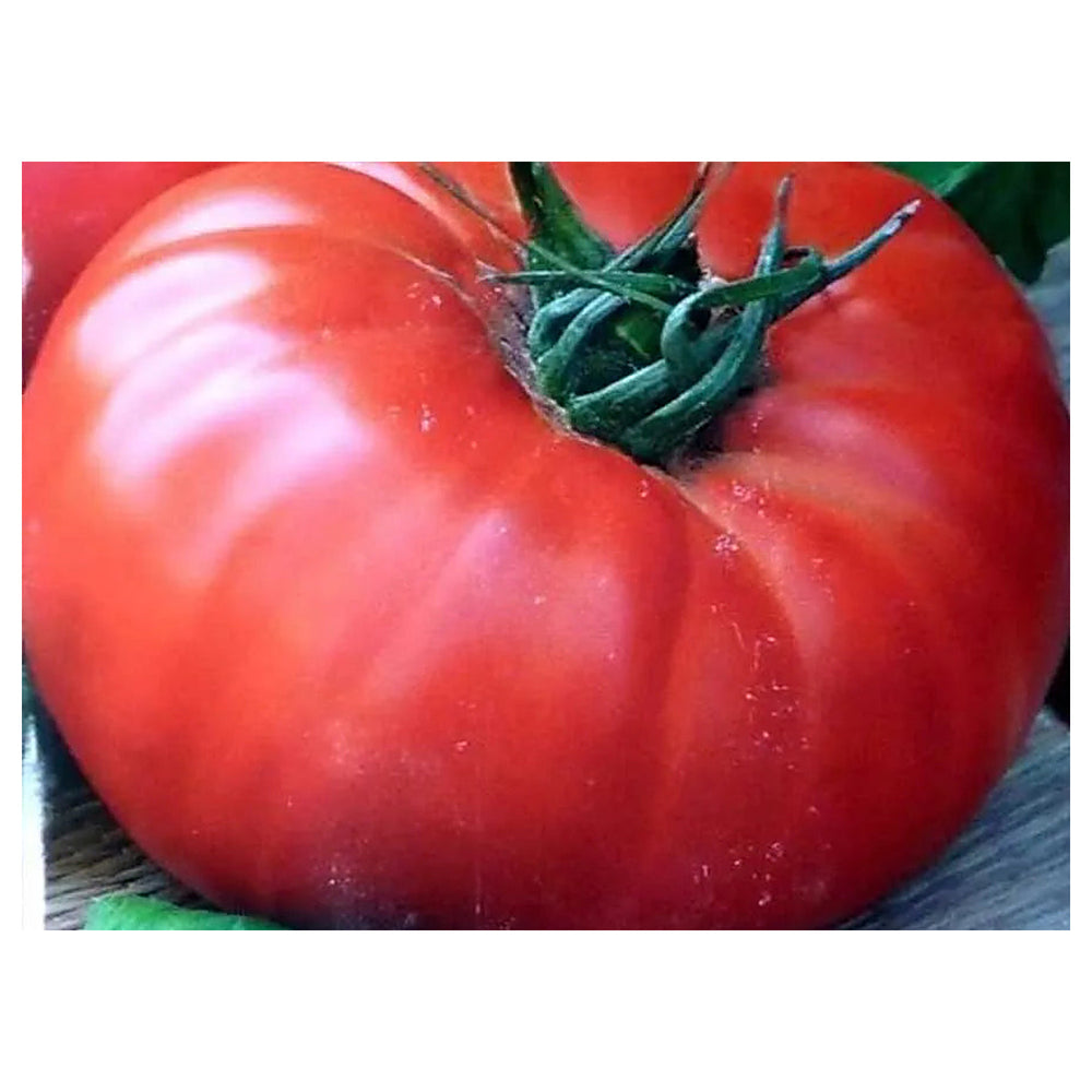 Light Red Giant Tomato Seeds for Planting – Heirloom Non-GMO Organic Garden Seeds, High Germination | Neera Seeds product photo [neera-v4-67870b80197d1a51eae6]