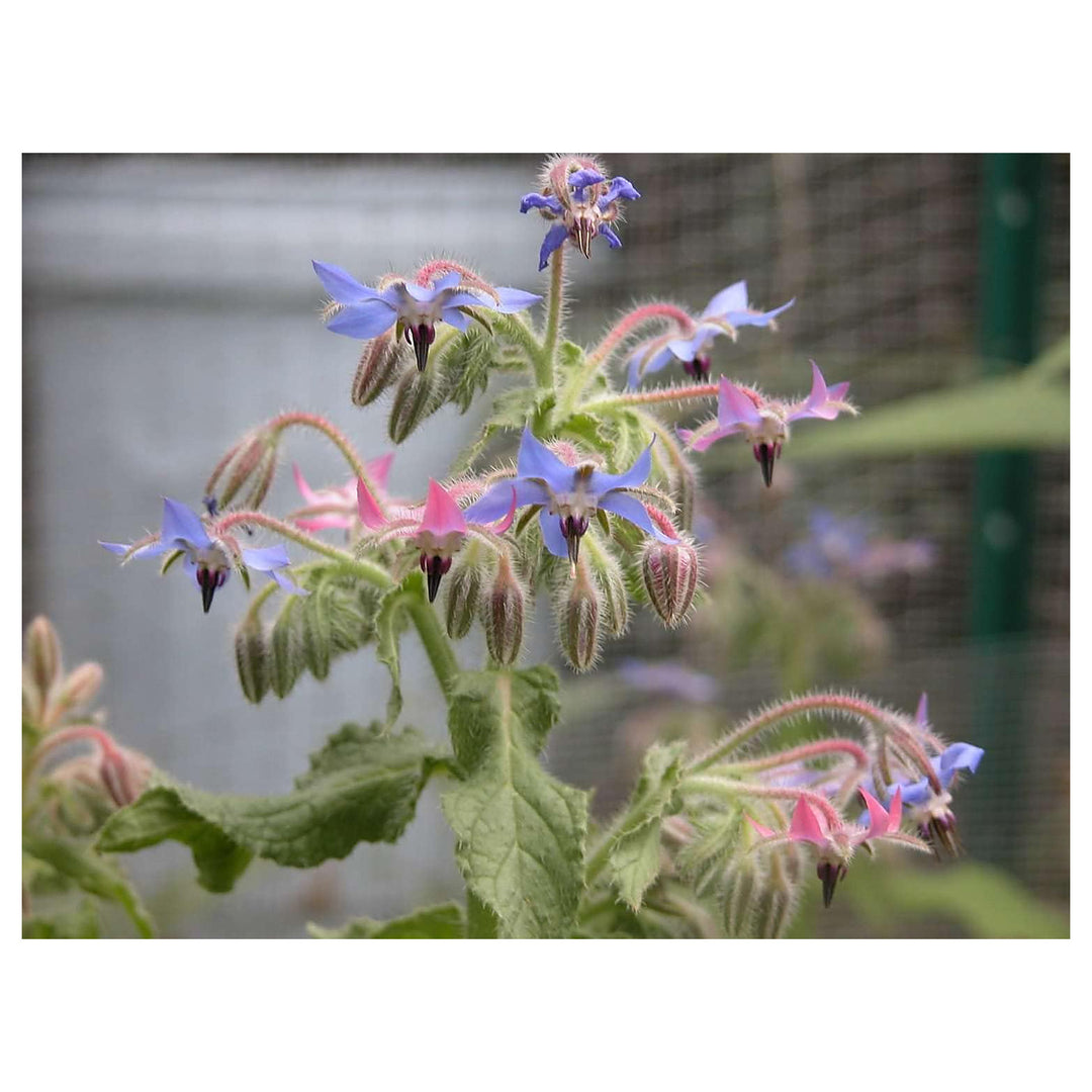 Borago Flower Seeds Mixed for Planting – Vibrant Edible Blooms for Garden & Kitchen | Neera Seeds product photo [neera-v4-6794a2955e703e752f68]