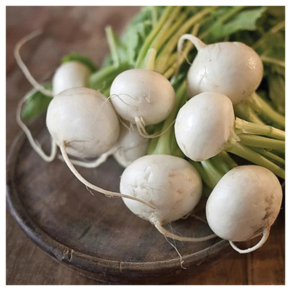 Turnip Shogoin Vegetable Seeds for Planting – Heirloom, Non-GMO, High Germination Organic Garden Seeds | Neera Seeds product photo [neera-v4-67b4b0025fefb5d6e162]