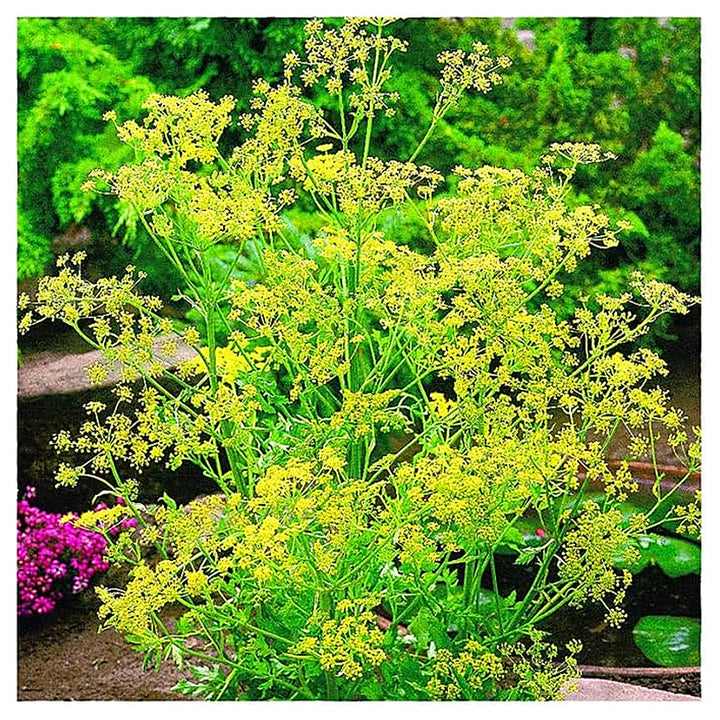 Fragrant Herb Dill Edible Flower Flower Seeds Home Garden Planting, Decorative Organic Blooming | Neera Seeds product photo [neera-v4-67bb754b6b2417b79dda]