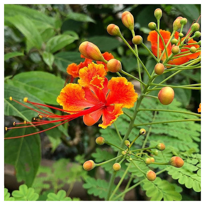 Red Caesalpinia Peacock Flower Seeds for Planting – Non-GMO, Heirloom, High Germination Ornamental Garden Seeds | Neera Seeds product photo [neera-v4-67beff5e2cac89f59f97]