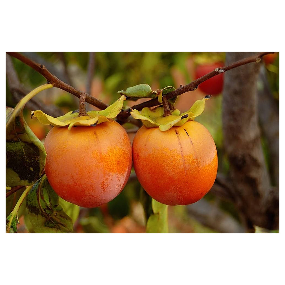 Orange Persimmon Fruit Seeds for Planting – Heirloom &amp; GMO Free Seeds for Growing Sweet Fruit Trees | Neera Seeds product photo [neera-v4-67c1706f512e669493a6]