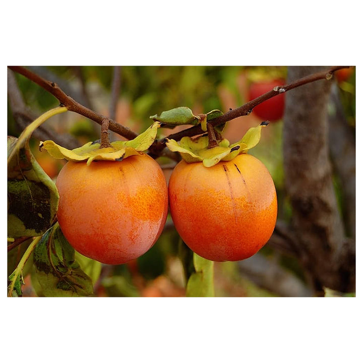 Orange Persimmon Fruit Seeds for Planting – Heirloom &amp; GMO Free Seeds for Growing Sweet Fruit Trees | Neera Seeds product photo [neera-v4-67c1706f512e669493a6]