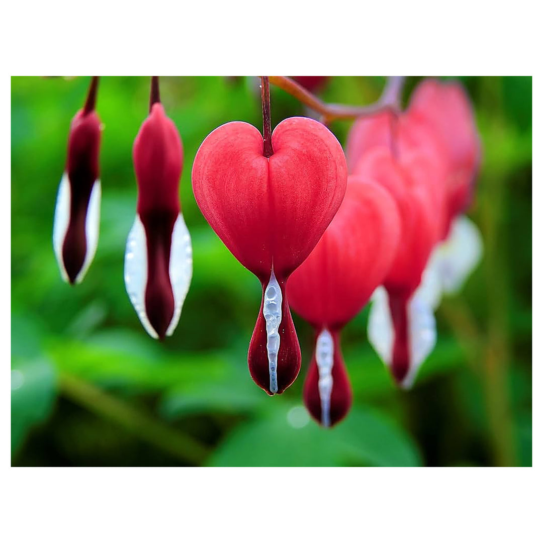 Bleeding Heart Flower Seeds for Planting – Heirloom Non-GMO Organic Garden Seeds, Elegant Shade Blooms | Neera Seeds product photo [neera-v4-67c5617b6610b3311088]