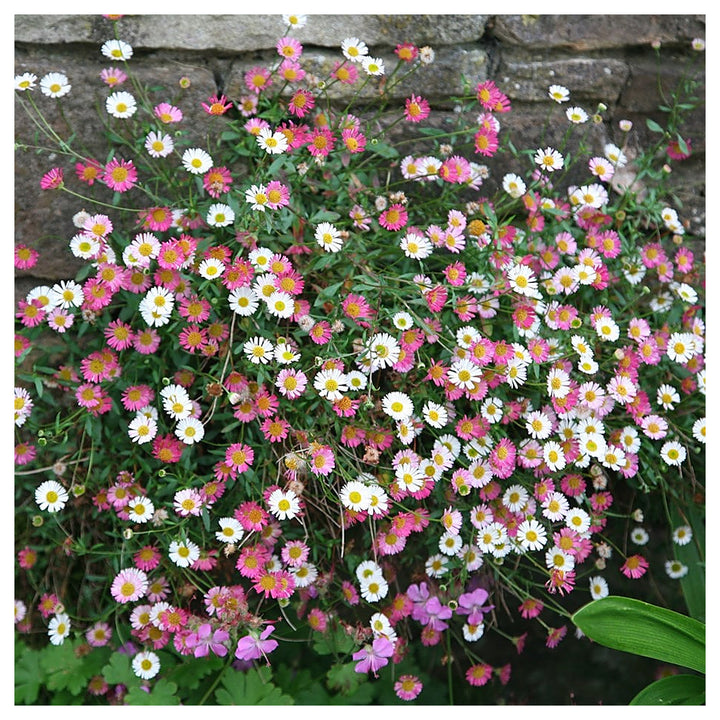Pink White Karvinskianus Flower Seeds for Planting – Heirloom, Non-GMO, Organic Garden Seeds, High Germination | Neera Seeds product photo [neera-v4-67d98c2996dab7763786]