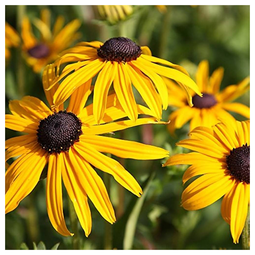Organic Heirloom Rudbeckia Flower Seeds for Planting – Non-GMO Yellow Blooms, High Germination Perennial Garden See | Neera Seeds product photo [neera-v4-67e64c7374b7b8d385e4]