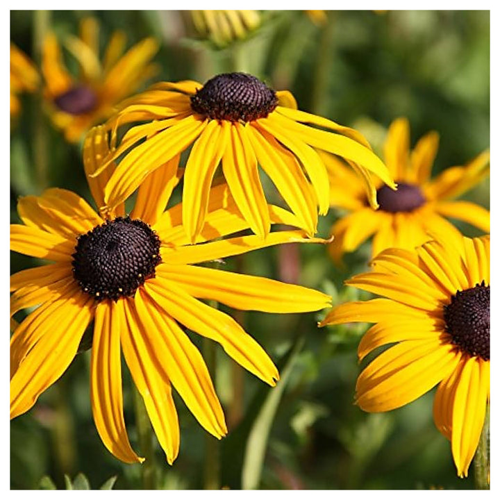 Organic Heirloom Rudbeckia Flower Seeds for Planting – Non-GMO Yellow Blooms, High Germination Perennial Garden See | Neera Seeds product photo [neera-v4-67e64c7374b7b8d385e4]