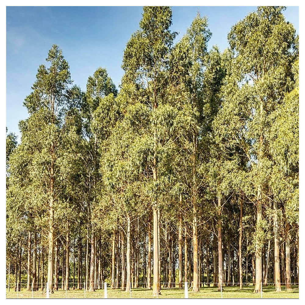 Green Eucalyptus Nitens Tree Seeds for Planting | Heirloom, Non-GMO, High Germination | Neera Seeds product photo [neera-v4-67ff21ac0394cc476c72]
