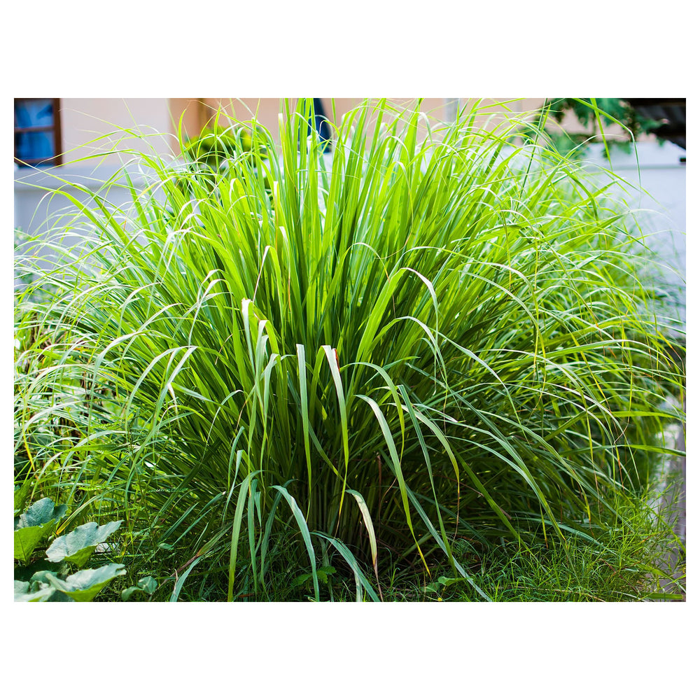 East Indian Lemongrass Seeds for Planting – Heirloom & Non-GMO Aromatic Herb for Teas, Cooking & Medicinal Gardens | Neera Seeds product photo [neera-v4-68033a4b59959ebdd5f9]