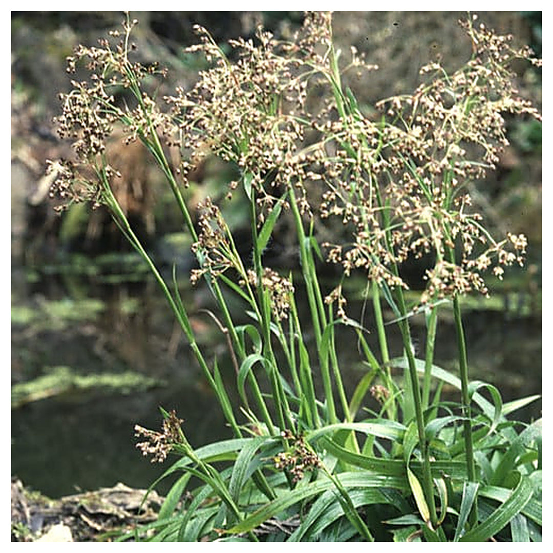 Luzula Spicata Seeds for Planting – Alpine Woodrush Ornamental Grass, Cold Hardy, Non-GMO Heirloom Seeds | Neera Seeds product photo [neera-v4-681b40dcec2f1f63ded1]