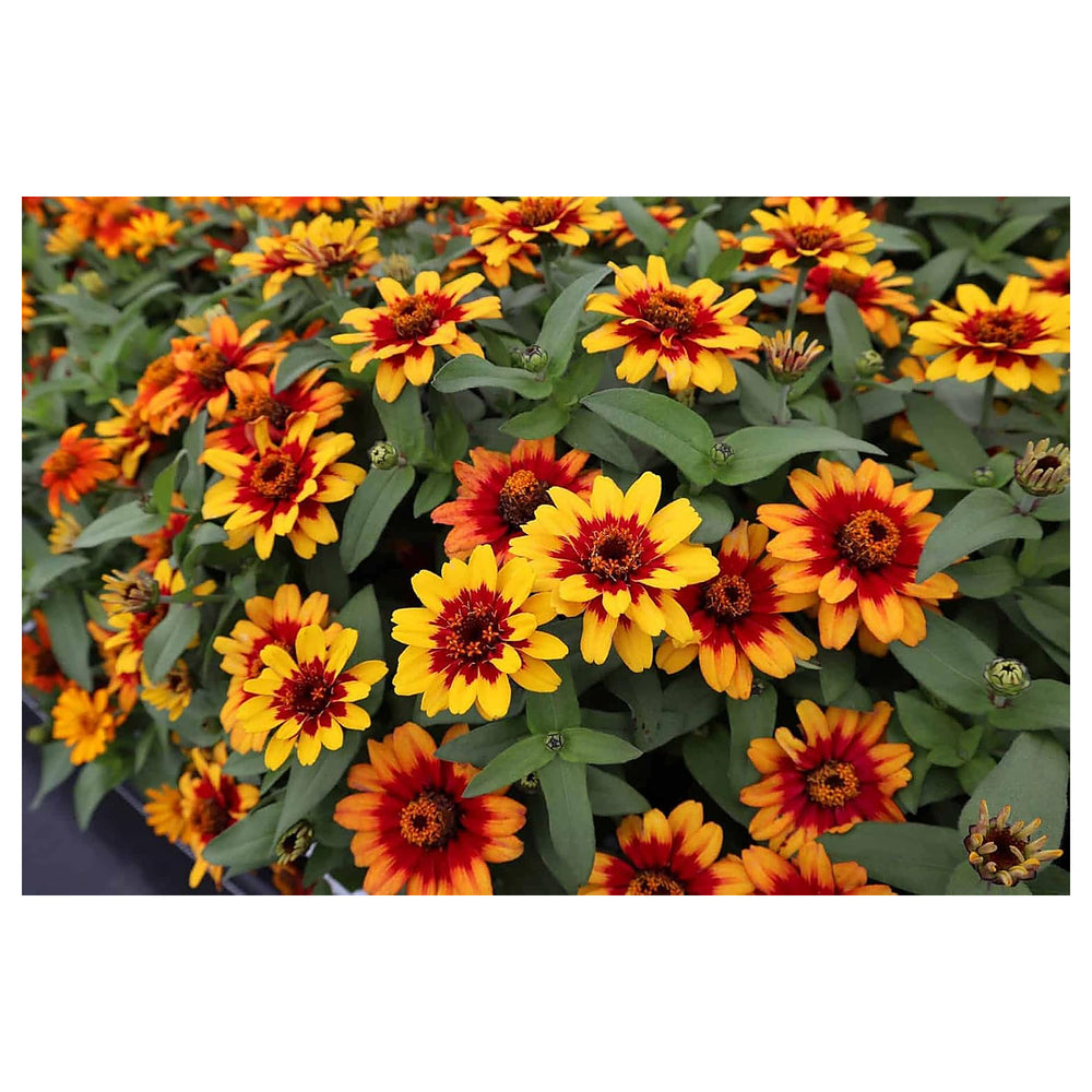 Red Yellow Zinnia Flower Seeds for Planting – Bright, Colorful, Heirloom, Non-GMO, High Germination Garden Seeds | Neera Seeds product photo [neera-v4-6823bb7afae15d310801]
