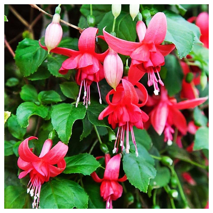 Heirloom Non-GMO Fuchsia Flower Seeds for Planting – Vibrant Hanging Ornamental Garden Blooms | Neera Seeds product photo [neera-v4-682931c71192c470006c]