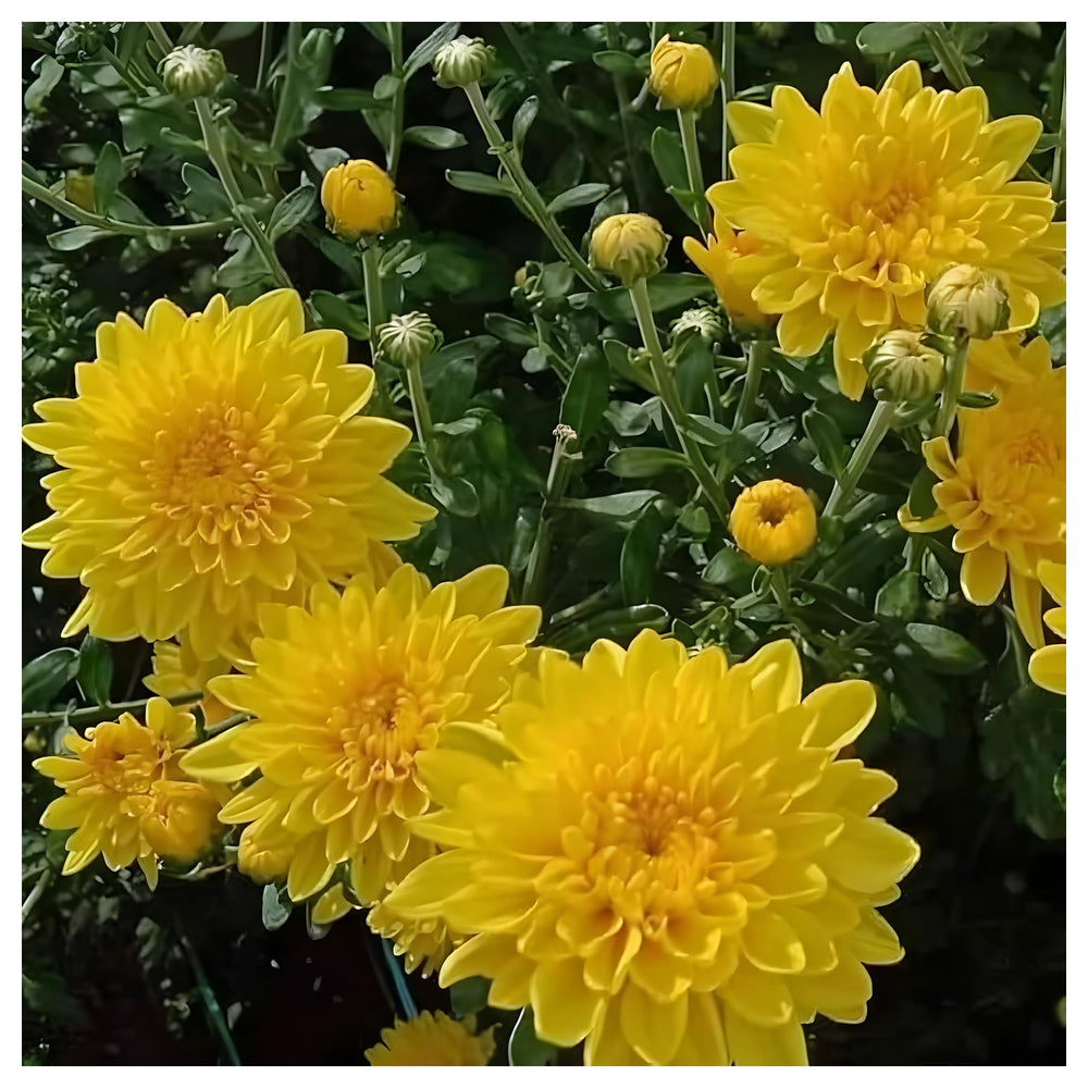 Yellow Chrysanthemum Flower Seeds for Planting – Heirloom & Non-GMO Fall-Blooming Garden Seeds | Neera Seeds product photo [neera-v4-6832dcf025a4a74db521]