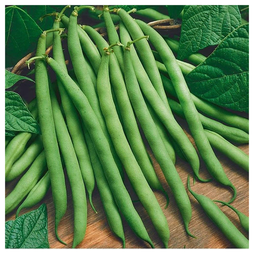 Bush Bean Seeds for Planting – High Yield, Non-GMO Vegetable Seeds for Home Garden and Backyard Farming | Neera Seeds product photo [neera-v4-6840ec7d9a861f926b28]