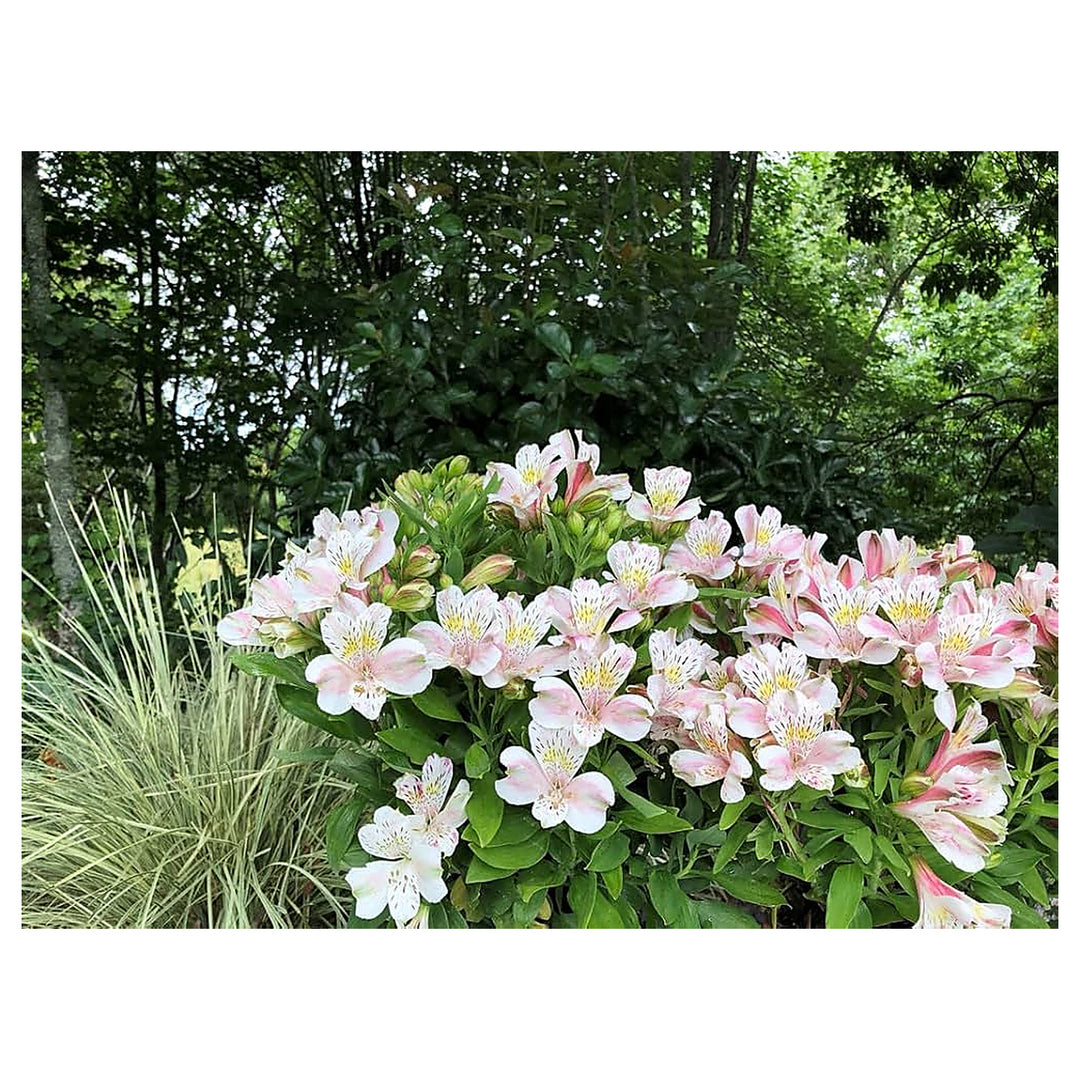 Peruvian Lily Fluttura Planting Garden Flower Bed Flower Seeds Home Garden Planting, | Neera Seeds product photo [neera-v4-68560a070cb8886c9475]