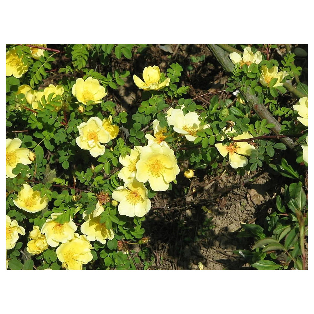 Heirloom Non-GMO Rosa Xanthina Flower Seeds for Planting – Fragrant Yellow Wild Rose Blooms | Neera Seeds product photo [neera-v4-685a90788500ee6bb13e]