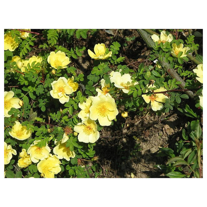 Heirloom Non-GMO Rosa Xanthina Flower Seeds for Planting – Fragrant Yellow Wild Rose Blooms | Neera Seeds product photo [neera-v4-685a90788500ee6bb13e]