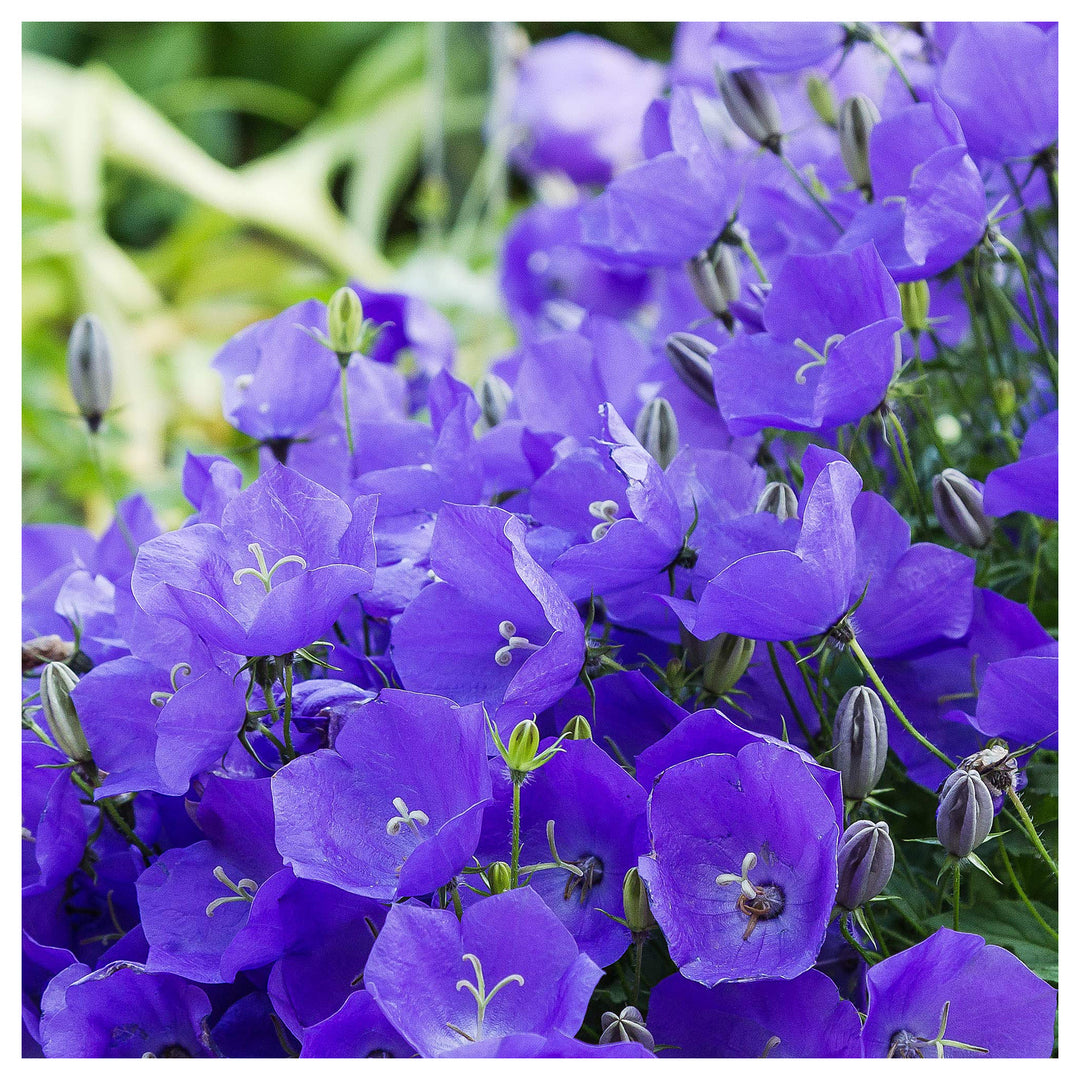 Brantwood Bellflower Campanula Latifolia For Planting For Cottage Garden And Wild Borders Flower | Neera Seeds product photo [neera-v4-685c1a1a0ed1db46cc32]