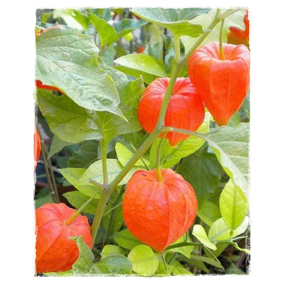 Physalis Fruit Seeds Red NON GMO Seeds | Neera Seeds product photo [neera-v4-68609a93693d9a287b10]