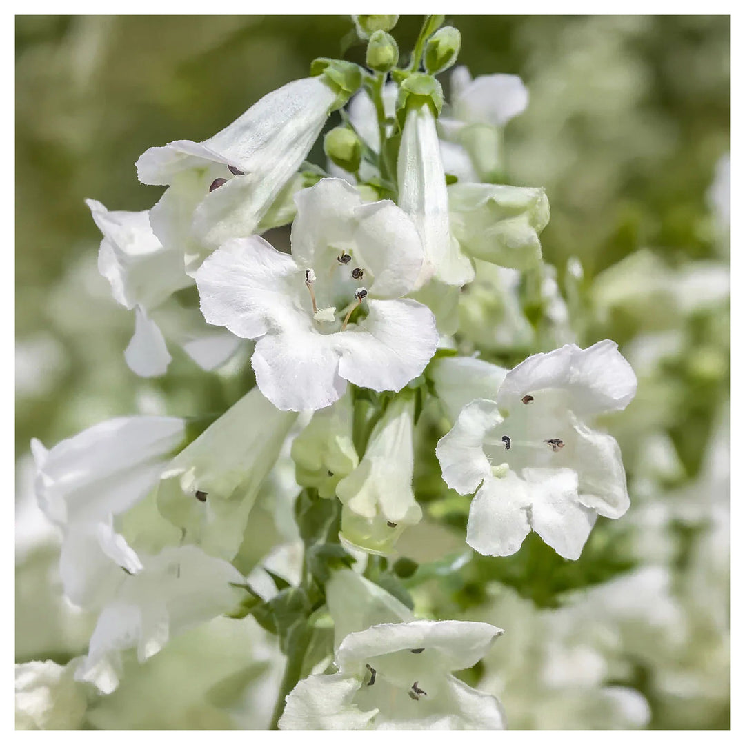 Penstemon White Flower Seeds for Planting – Organic, Heirloom, Non-GMO High Germination Organic Garden Seeds | Neera Seeds product photo [neera-v4-68609bc39275b7794aae]