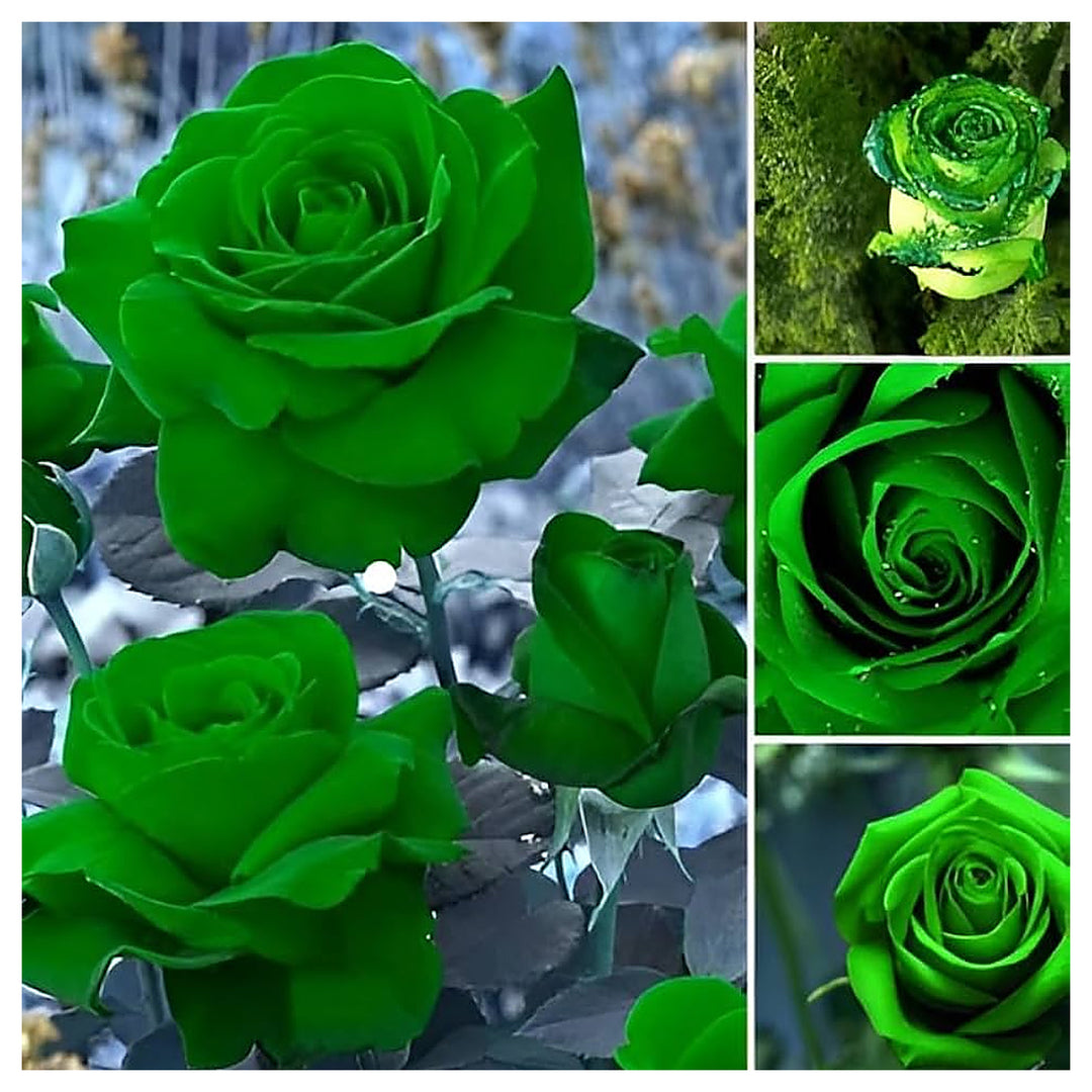 Green Dragon Rose Plant Seeds for Planting – Heirloom &amp; Non-GMO Organic Garden Seeds | Neera Seeds product photo [neera-v4-6872bf66754eb1dc0cd3]