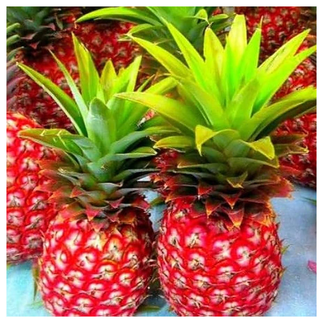Red Pineapple Fruit Seeds for Planting – Heirloom, Non-GMO, High Germination Organic Garden Seeds for Home Garden | Neera Seeds product photo [neera-v4-687cd1a54bee10888c4f]