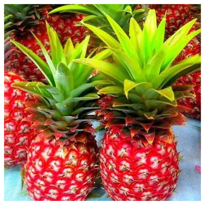Red Pineapple Fruit Seeds for Planting – Heirloom, Non-GMO, High Germination Organic Garden Seeds for Home Garden | Neera Seeds product photo [neera-v4-687cd1a54bee10888c4f]