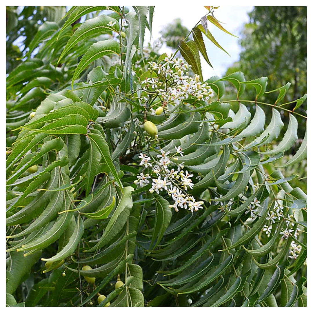 Neem Tree For Planting Azadirachta Indica For Herbal Gardens And Natural Landscapes Flower Seeds | Neera Seeds product photo [neera-v4-6883c7e7215c5bfa1e56]