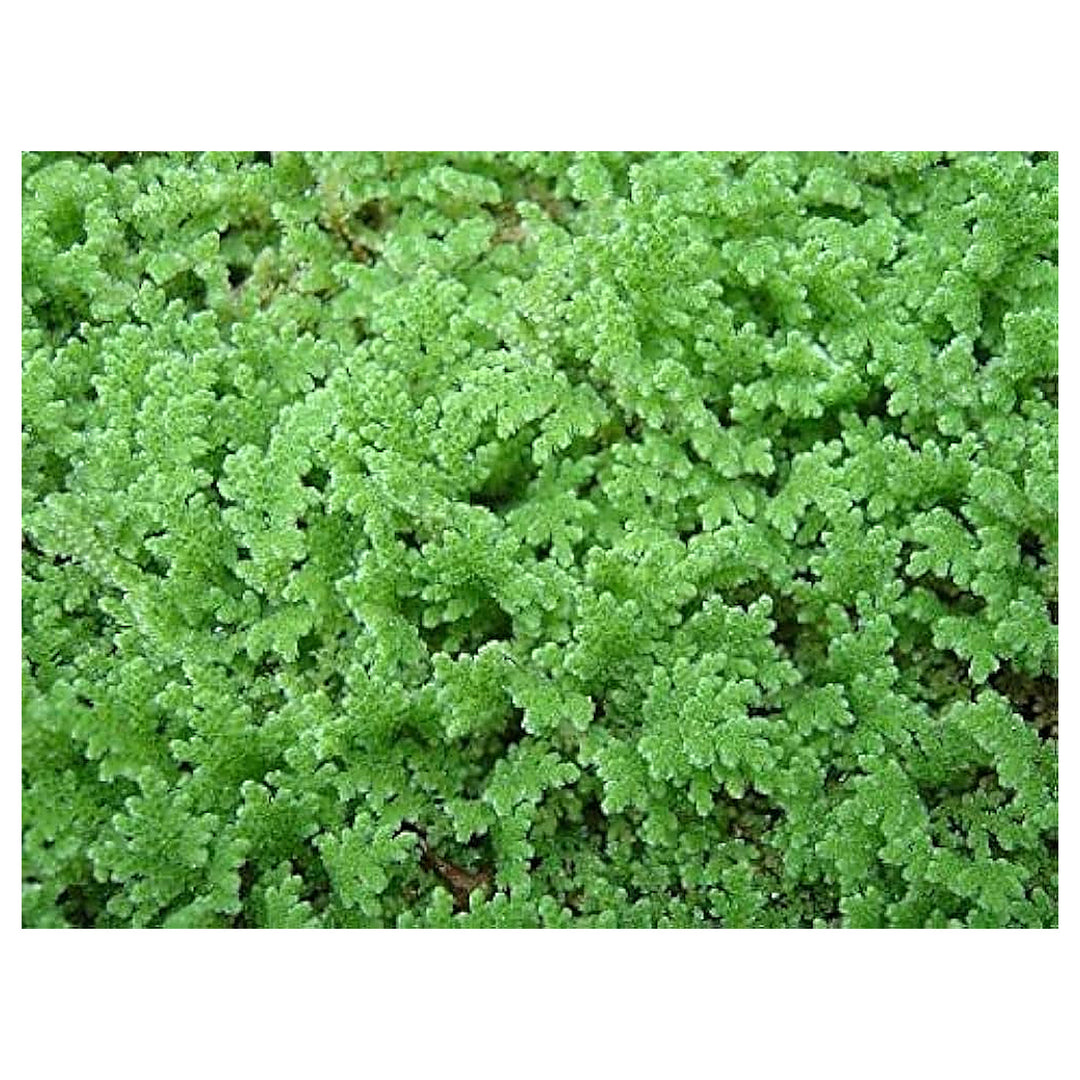 Gray Crested Fern Plant Seeds for Planting – Heirloom & Non-GMO High Germination Organic Garden Seeds | Neera Seeds product photo [neera-v4-688a02966761eab709db]