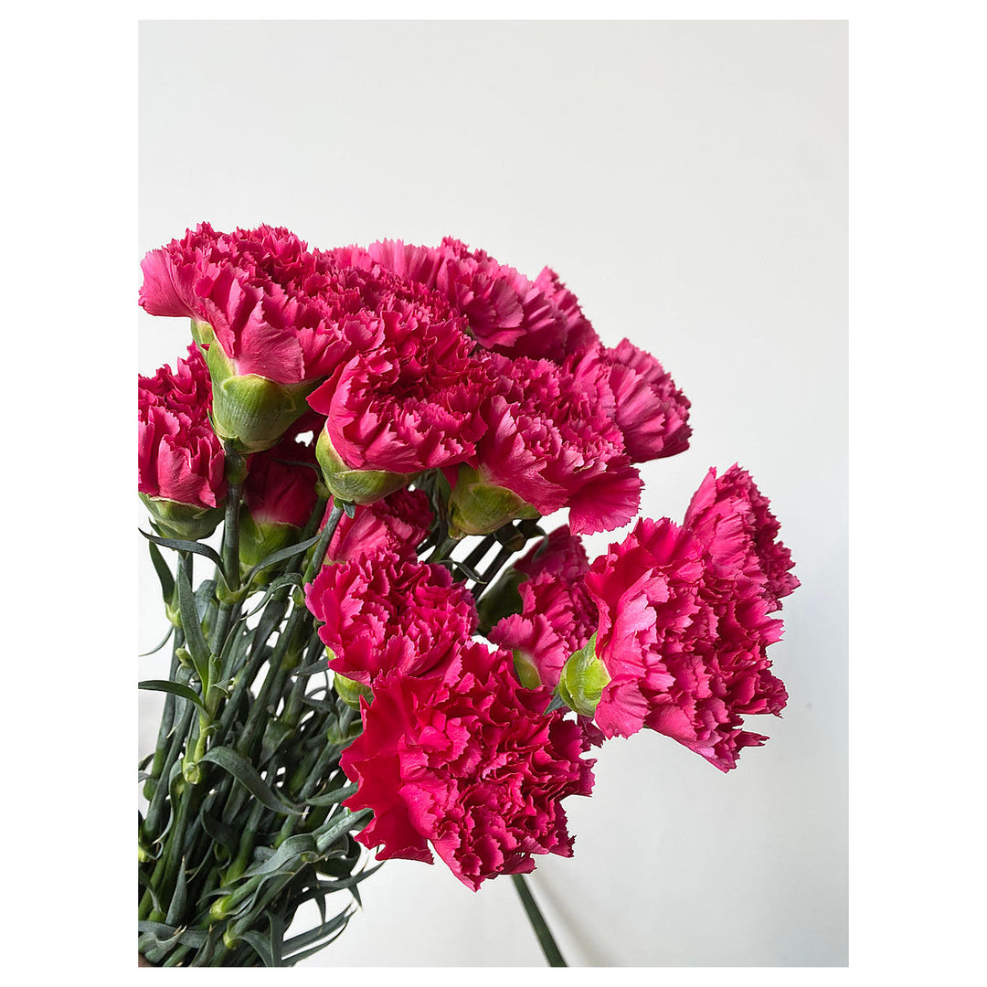 Heirloom Non-GMO Dark Pink Carnation Flower Seeds for Planting – Fragrant Garden & Ornamental Seeds | Neera Seeds product photo [neera-v4-6894684a7e47e9263224]