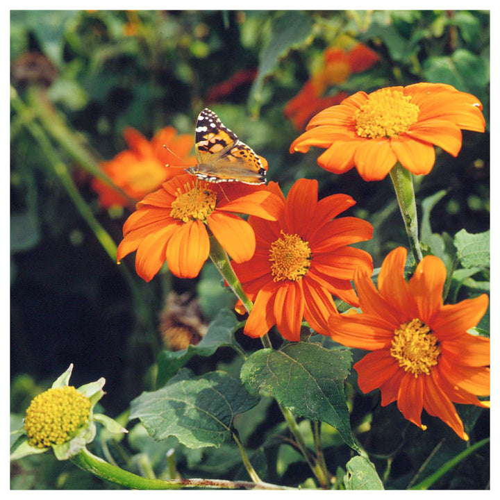 Heirloom Non-GMO Mexican Sunflower Seeds – Orange Blooms for Planting | Neera Seeds product photo [neera-v4-689b69f8e475a431f5a9]