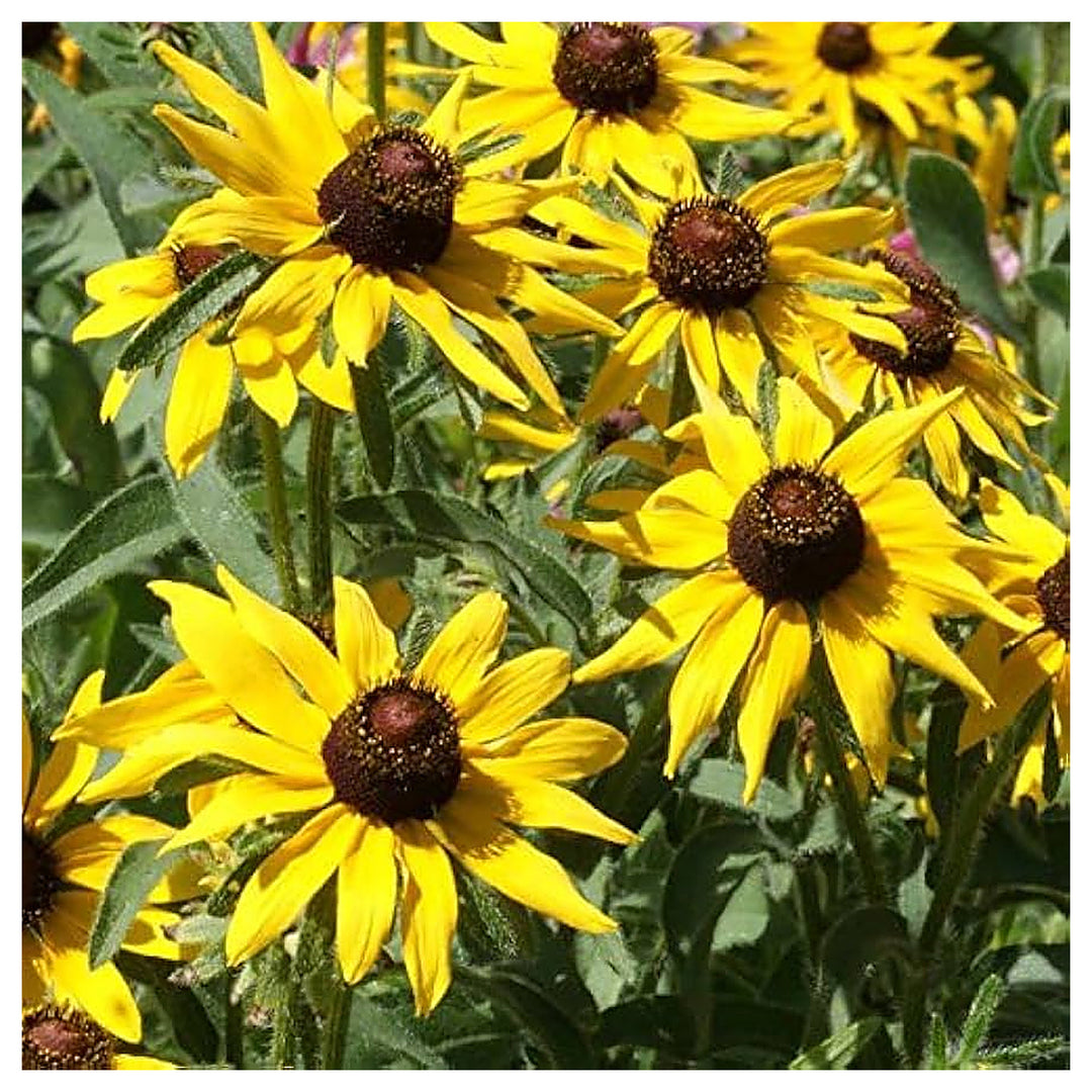 Brown Eyed Susan Native Flower Seeds for Home Garden Planting, Colorful Organic Blooming Collection | Neera Seeds product photo [neera-v4-68a8dc2cca331dd74944]