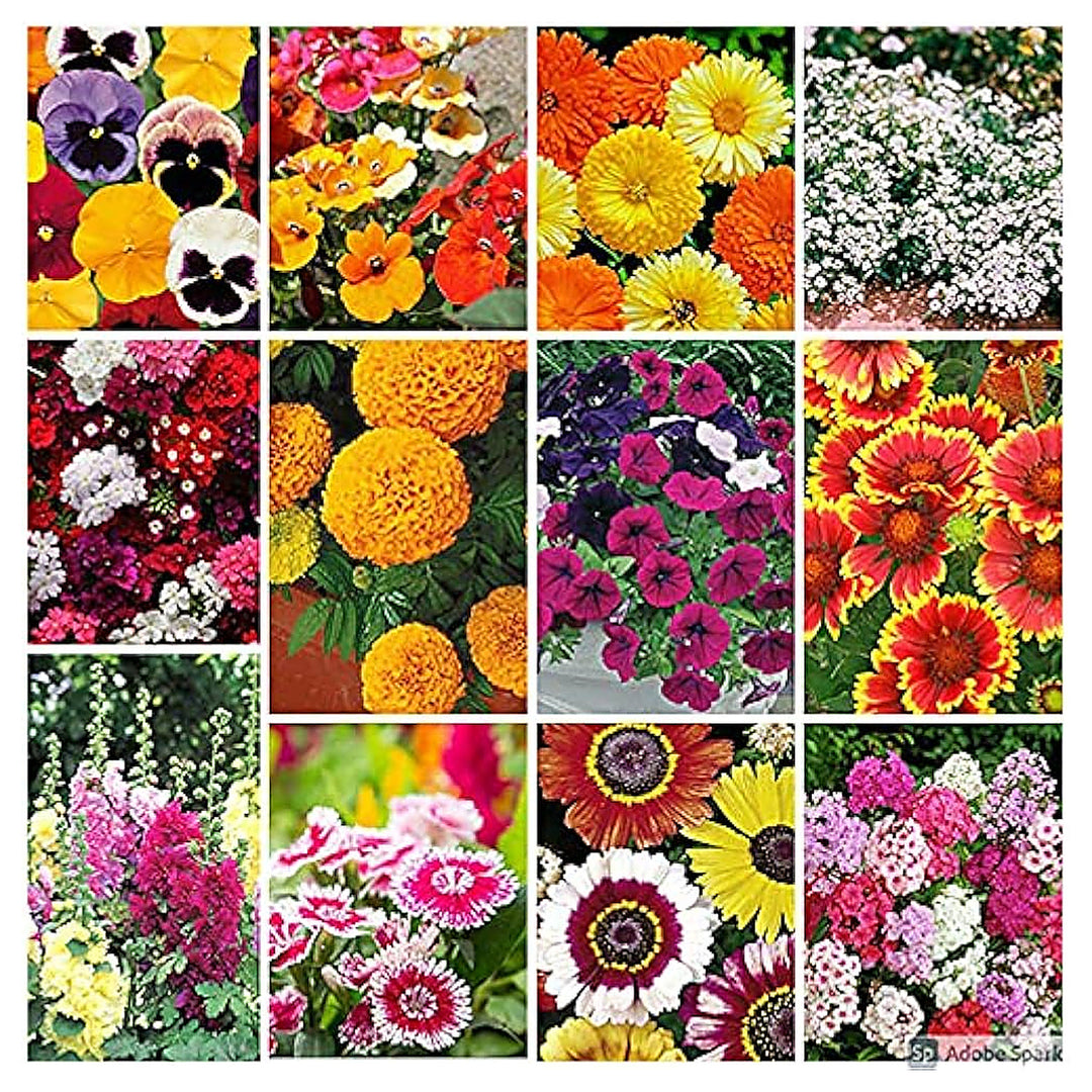 Heirloom Non-GMO Four Seasons Flower Seeds – High Germination Mixed Color Organic Garden Seeds for Planting | Neera Seeds product photo [neera-v4-68a9058edb41117b1164]