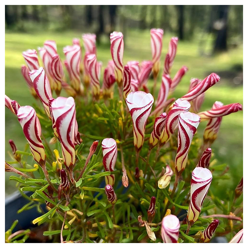 Oxalis Versicolor Flower Seeds for Planting – Heirloom, Non-GMO Organic Garden Seeds with Striking Blooms | Neera Seeds product photo [neera-v4-68b23c3cdfd0fbec72ea]