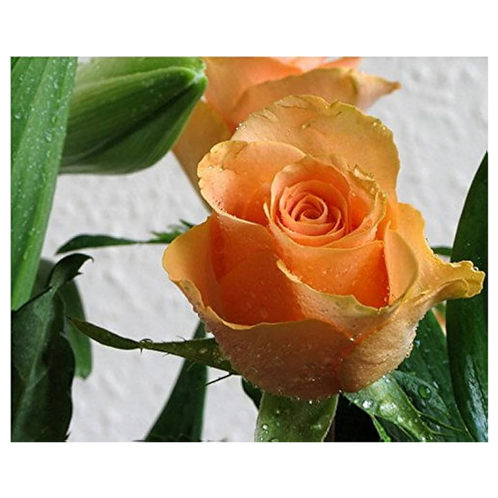 Light Orange Rose Plant Seeds for Planting – Heirloom, Non-GMO, High Germination Garden Seeds | Neera Seeds product photo [neera-v4-68b2f7859b9eb90538a0]