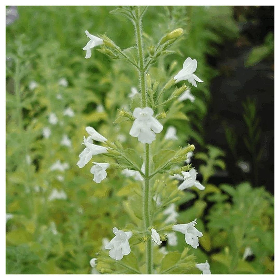 Calamintha Flower Seeds – Heirloom, Non-GMO, Fragrant Pollinator-Friendly Blooms for Garden Planting | Neera Seeds product photo [neera-v4-68b642da48010ddcae50]
