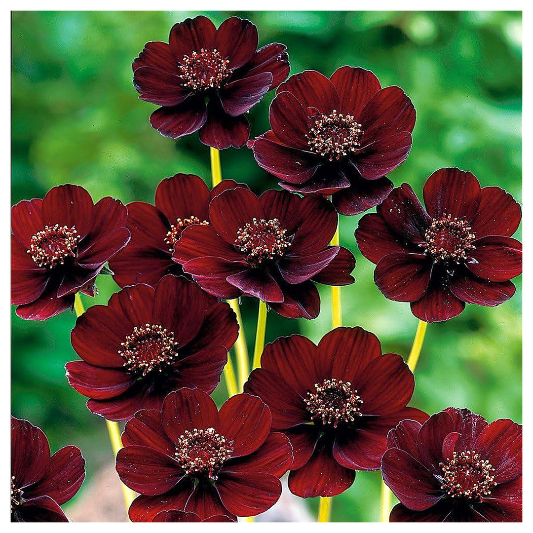 Chocolate Cosmos Flower Seeds for Planting – Heirloom, Non-GMO, High Germination Organic Garden Seeds | Neera Seeds product photo [neera-v4-68d282961dea822b455f]