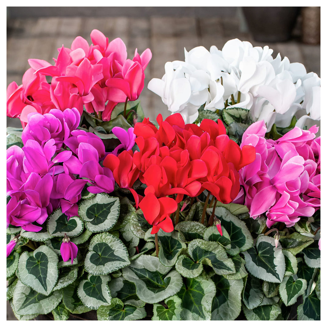 Mixed Color Cyclamen Flower Seeds for Planting – Heirloom, Non-GMO, High Germination Winter Blooms for Pots & Shade | Neera Seeds product photo [neera-v4-68d5de117ced5b994ab3]