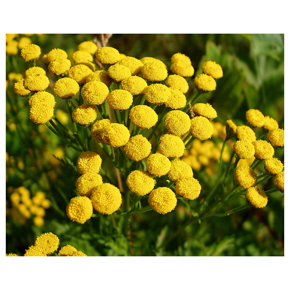 Heirloom Tansy Flower Seeds – Non-GMO Seeds for Medicinal and Ornamental Garden Planting | Neera Seeds product photo [neera-v4-68eafed6441dd0801792]