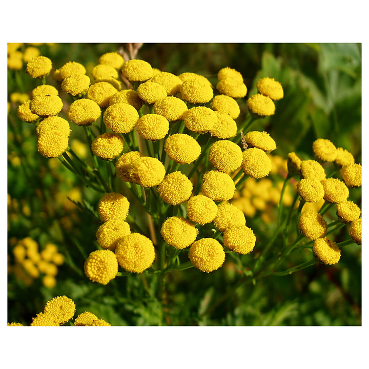 Heirloom Tansy Flower Seeds – Non-GMO Seeds for Medicinal and Ornamental Garden Planting | Neera Seeds product photo [neera-v4-68eafed6441dd0801792]