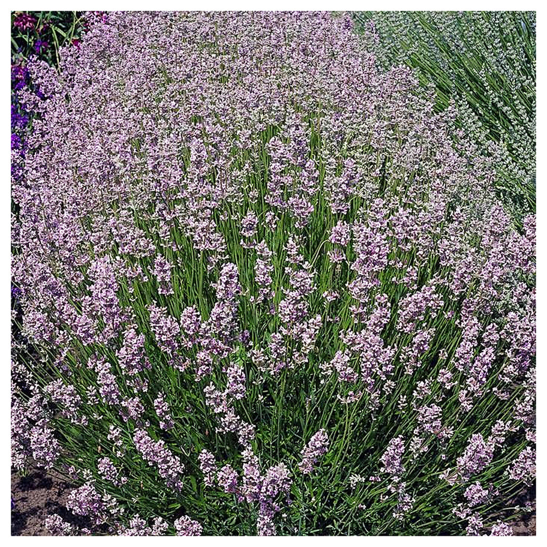 Heirloom Light Pink Lavender Flower Seeds for Planting – Non-GMO, High Germination Organic Garden Seeds | Neera Seeds product photo [neera-v4-68f06393a501be5a726f]